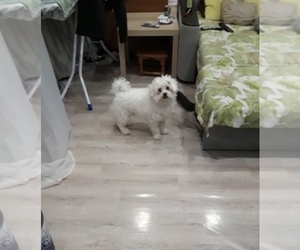 Maltese Puppy for sale in BROOKLYN, NY, USA