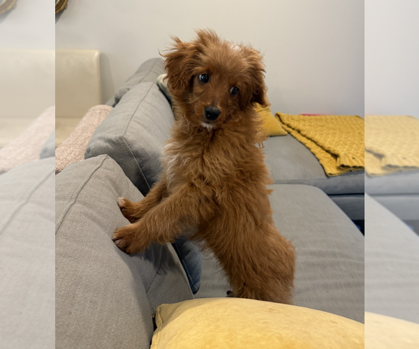 Medium Photo #2 Golden Retriever-Unknown Mix Puppy For Sale in Brooklyn, NY, USA