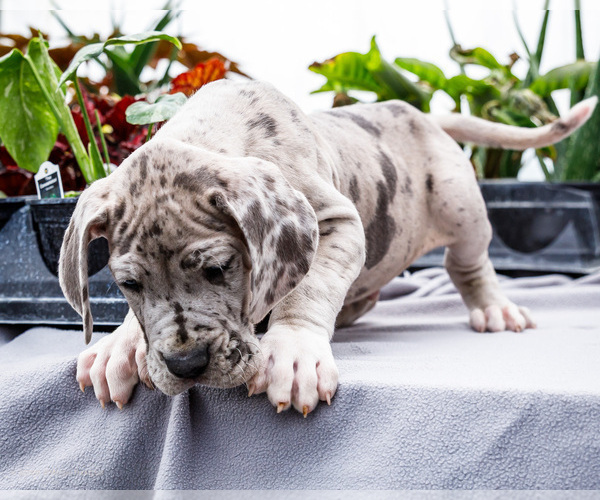 Medium Photo #25 Great Dane Puppy For Sale in WAKARUSA, IN, USA