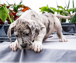 Small #24 Great Dane