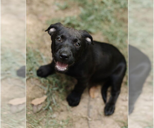Medium Photo #2 Labrador Retriever-Unknown Mix Puppy For Sale in Brewster, NY, USA