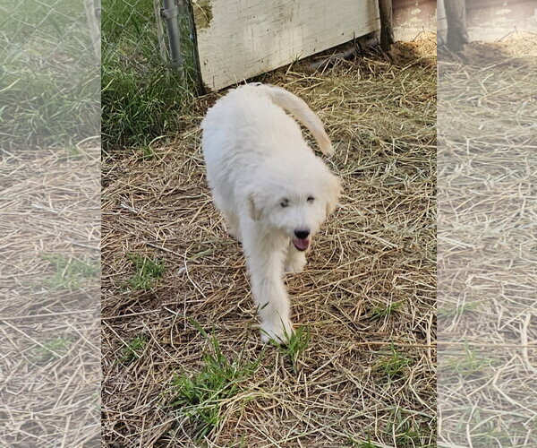 Medium Photo #4 Pyredoodle Puppy For Sale in Croydon, NH, USA