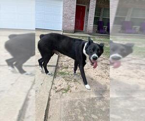 Border Collie Dogs for adoption in Houston, TX, USA
