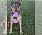 Small #1 Mutt