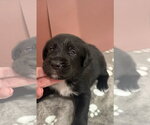 Small #2 Australian Shepherd Mix