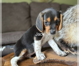 Beagle Puppy for sale in FORDLAND, MO, USA