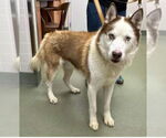 Small #2 Siberian Husky