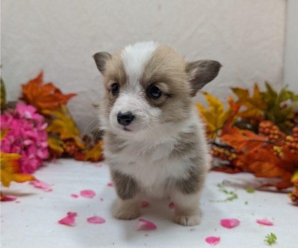 Medium Photo #6 Pembroke Welsh Corgi Puppy For Sale in GOSHEN, IN, USA