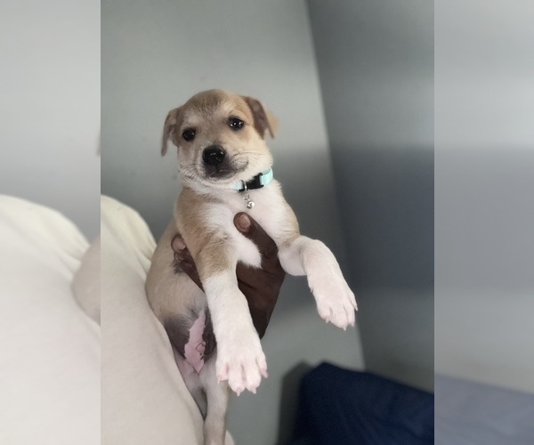 Medium Photo #3 Mini Australian Shepterrier Puppy For Sale in DETROIT, MI, USA