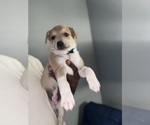 Small #2 Mini Australian Shepterrier
