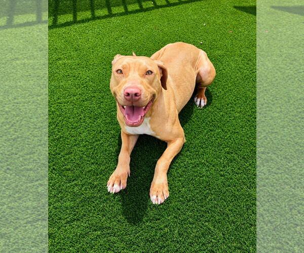 Medium Photo #9 Mutt Puppy For Sale in Rockwall, TX, USA