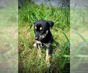 Huskies -Unknown Mix Dogs for adoption in Pleasanton, TX, USA