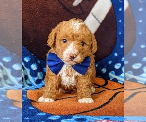Poodle (Miniature) Puppy for sale in KINZERS, PA, USA