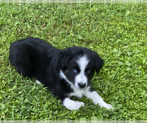 Australian Shepherd Puppy for sale in MARIETTA, OH, USA