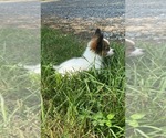 Small #3 Papillon