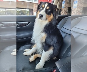 Father of the Miniature Australian Shepherd puppies born on 01/11/2023