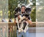 Small Photo #2 Siberian Husky Puppy For Sale in KANSAS CITY, MO, USA