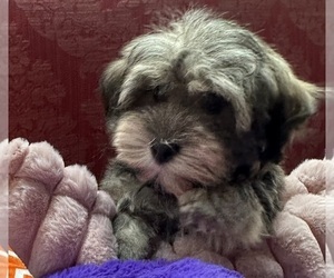 Havanese Puppy for sale in LIVONIA, MI, USA