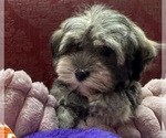 Image preview for Ad Listing. Nickname: Rosie