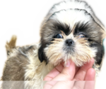 Puppy Puppy 2 Shih Tzu