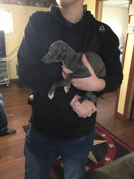 Medium Photo #3 Italian Greyhound Puppy For Sale in MIAMI, OK, USA