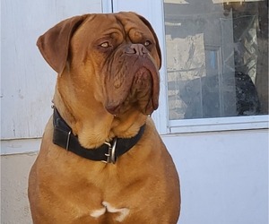 Father of the Dogue de Bordeaux puppies born on 03/15/2022