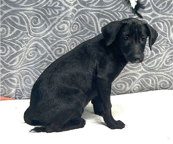 Medium Photo #2 Mutt Puppy For Sale in Wetumpka, AL, USA