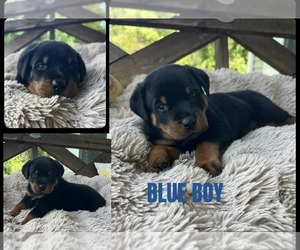 Rottweiler Puppy for sale in BOSTON, VA, USA