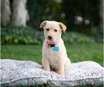 Small Photo #1 Retriever -Unknown Mix Puppy For Sale in Marina Del Rey, CA, USA
