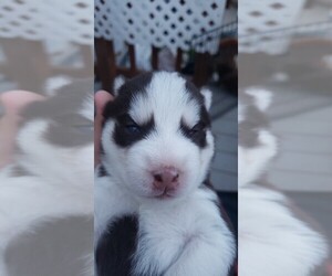 Siberian Husky Puppy for sale in PASCO, WA, USA