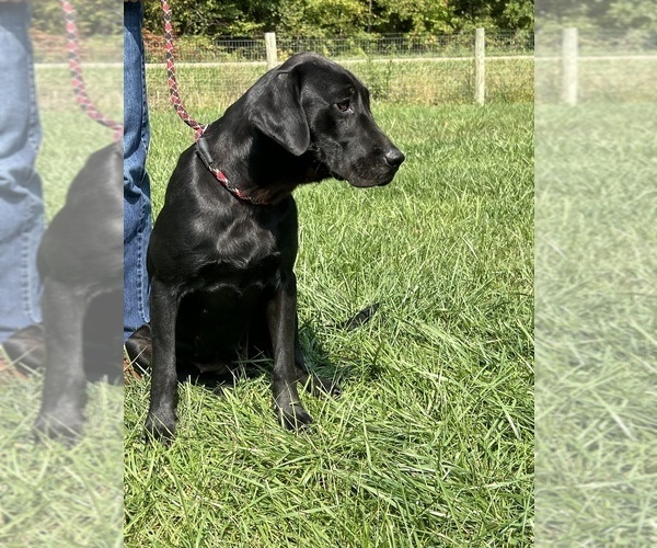 Medium Photo #1 Labrador Retriever Puppy For Sale in NEOLA, WV, USA