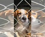 Small Photo #3 Catahoula Leopard Dog-Unknown Mix Puppy For Sale in Brooksville, FL, USA