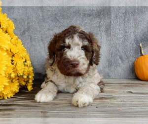 Miniature Labradoodle Puppy for sale in MILLERSBURG, OH, USA