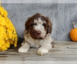 Image preview for Ad Listing. Nickname: Sam