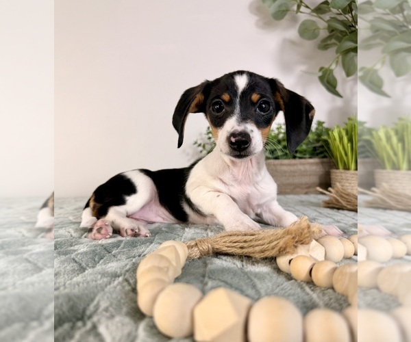 Medium Photo #2 Dachshund Puppy For Sale in GREENFIELD, IN, USA