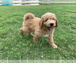 Aussiedoodle Puppy for sale in NEWKIRK, OK, USA