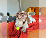 Small #3 Shih Tzu