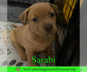 Medium Black Mouth Cur Mix