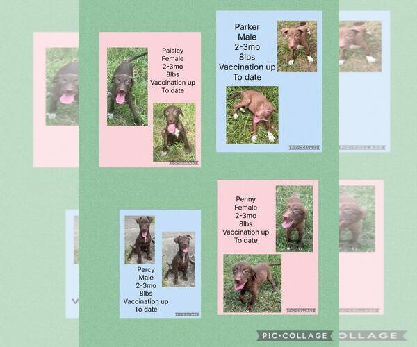 Medium Photo #1 Chocolate Labrador retriever-Whippet Mix Puppy For Sale in Virginia Beach, VA, USA