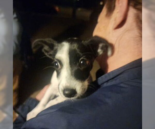 Medium Photo #2 ShiChi Puppy For Sale in Mesa, AZ, USA