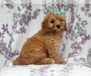 Goldendoodle-Poodle (Toy) Mix Puppy for sale in LAKELAND, FL, USA