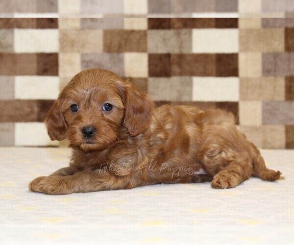 Medium Photo #2 Cavapoo (Miniature) Puppy For Sale in DENVER, PA, USA