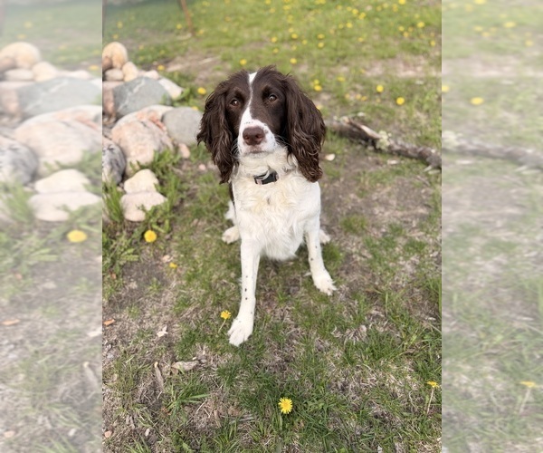 Medium Photo #1 English Springer Spaniel Puppy For Sale in VIRGINIA, MN, USA