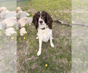 Mother of the English Springer Spaniel puppies born on 05/09/2026