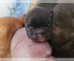 Puppy 1 French Bulldog