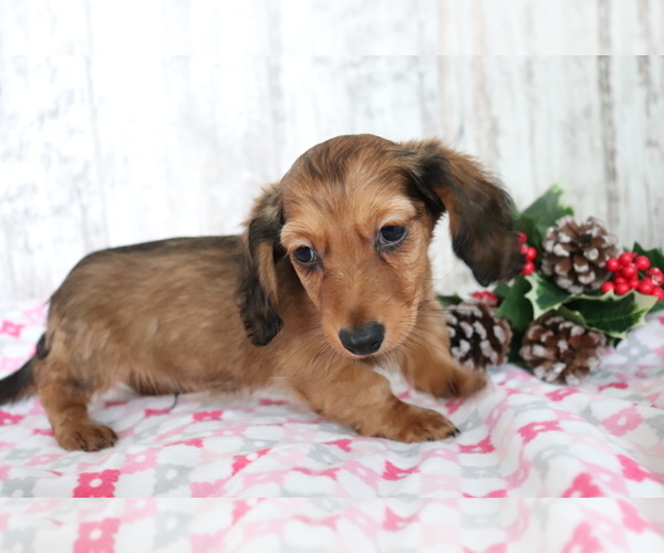 Medium Photo #2 Dachshund Puppy For Sale in SHILOH, OH, USA