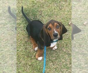 Basset Hound Puppy for sale in JACKSONVILLE, NC, USA