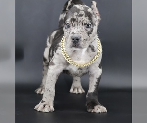 American Bully Puppy for sale in CHAMPAIGN, IL, USA