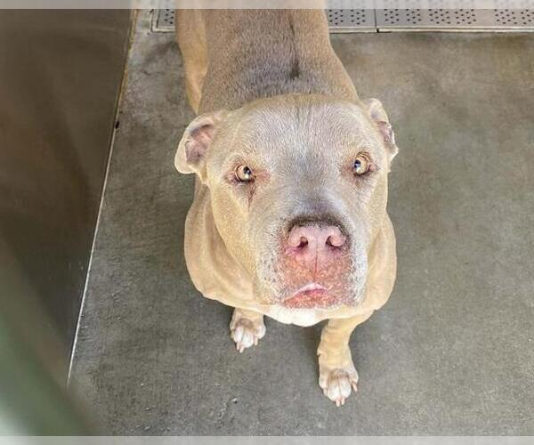 Medium Photo #1 Mutt Puppy For Sale in Orange, CA, USA