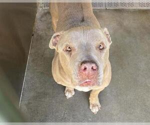 Mutt Dogs for adoption in Orange, CA, USA